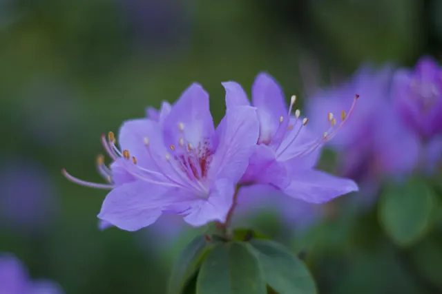 Photo from Japanese Garden, Seattle