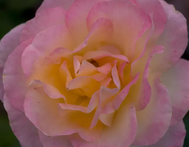 Photo from Kennewick, WA