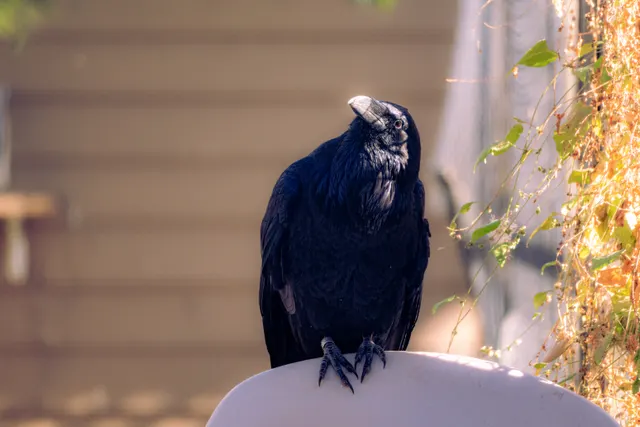 Photo from Walla Walla Aviary