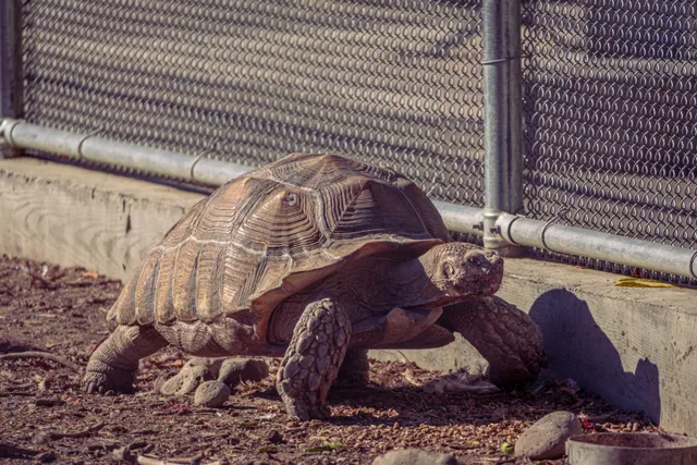 Photo from Walla Walla Aviary
