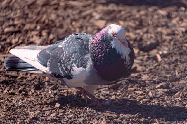 Photo from Walla Walla Aviary