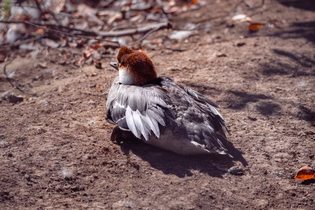 Photo from Walla Walla Aviary