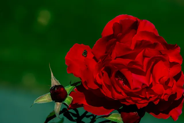 Photo from Walla Walla Rose Garden