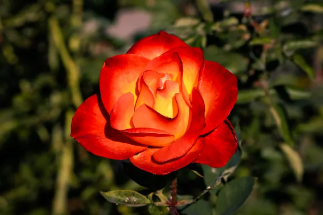 Photo from Walla Walla Rose Garden